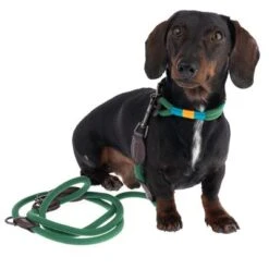 Collar Nomad Tales Spirit Pino Para Perros -Suministros Para Mascotas 328999 329007 spirit xs fg 7757 1