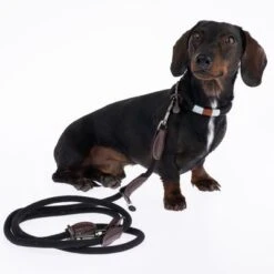 Correa Ajustable Nomad Tales Spirit ébano Para Perros 18 Correa Ajustable Nomad Tales Spirit ébano Para Perros -Suministros Para Mascotas 329001 329396 spirit xs fg 7727 4