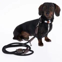 Collar Nomad Tales Spirit ébano Para Perros -Suministros Para Mascotas 329001 329396 spirit xs fg 7728 6