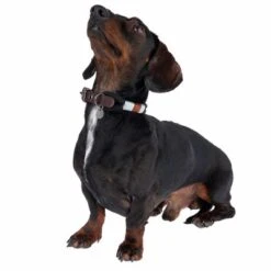 Collar Nomad Tales Spirit ébano Para Perros -Suministros Para Mascotas 329001 spirit xs fg 7711 1