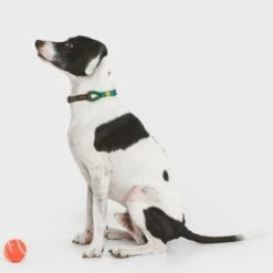 Collar Nomad Tales Spirit Pino Para Perros -Suministros Para Mascotas 329007 nomad tales spirit leinen halsbaender 02 9