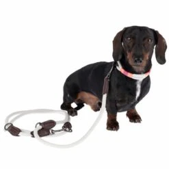 Collar Nomad Tales Spirit Piedra Para Perros -Suministros Para Mascotas 329197 329397 spirit xs fg 7690 3