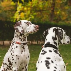 Collar Nomad Tales Spirit Piedra Para Perros -Suministros Para Mascotas 329197 nomad tales spirit halsband stone 02 7