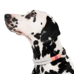 Collar Nomad Tales Spirit Piedra Para Perros -Suministros Para Mascotas 329296 spirit l fg 7484 4