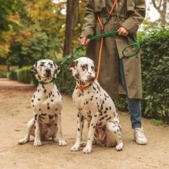 Collar Nomad Tales Spirit Mandarina Para Perros -Suministros Para Mascotas 329297 nomad tales spirit leine tangerine 05 0