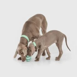 Pelota Portasnacks Nomad Tales Bloom Snack Roller Juguete Para Perros -Suministros Para Mascotas 333015 nomad tales snack ball 02 1