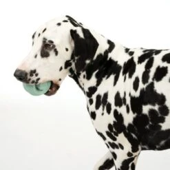 Pelota Portasnacks Nomad Tales Bloom Snack Roller Juguete Para Perros -Suministros Para Mascotas 333015 rolling snack roll fg 0570 7