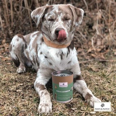 PAWS & PATCH Harina De Algas 3 PAWS & PATCH Harina De Algas - Imagen 3