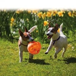 KONG Jumbler Pelota Para Perros -Suministros Para Mascotas 439783 kong jumbler im einsatz 1