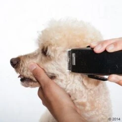 Máquina Cortapelo Moser Rex 20 Máquina Cortapelo Moser Rex -Suministros Para Mascotas 465375 schermaschine moser rex 05 2