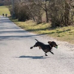 Zapatos Para Perros S & P Boots -Suministros Para Mascotas 52149 hundeschuhe xs fg 0890 4