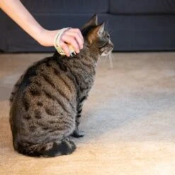 Kooa Cepillo Masajeador Para Gatos -Suministros Para Mascotas 62207 21 kooa haustierbuerste hpc2208 1000x 5