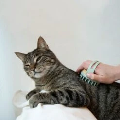 Kooa Cepillo Masajeador Para Gatos -Suministros Para Mascotas 62207 22 kooa haustierbuerste hpc2208 1000x 0