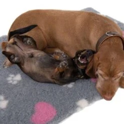 Manta Térmica Isobed Para Perros -Suministros Para Mascotas 65084 isobed zooplus dsc3141 2