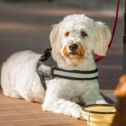 Julius K9 Arnés Julius-K9 IDC® Power Negro Para Perros 19 Julius K9 Arnés Julius-K9 IDC® Power Negro Para Perros -Suministros Para Mascotas 65902 julius k9 idc powergeschirr schwarz hs10 7