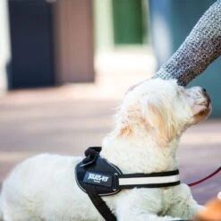 Julius K9 Arnés Julius-K9 IDC® Power Negro Para Perros 21 Julius K9 Arnés Julius-K9 IDC® Power Negro Para Perros -Suministros Para Mascotas 65902 julius k9 idc powergeschirr schwarz hs8 3