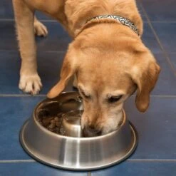 Comedero Antivoracidad De Acero Para Perros -Suministros Para Mascotas 66349 antischlingnapf fg 1008 7