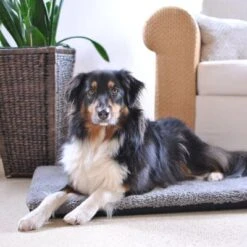 Colchón Ortopédico Pawz & Pepper Aurora 10 Colchón Ortopédico Pawz & Pepper Aurora -Suministros Para Mascotas 78424 petlando pawzpepper hundekissen denver hs 08 6