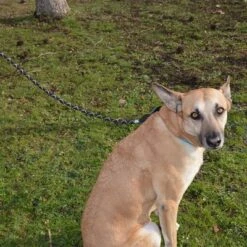 Julius K9 Correa Julius-K9 IDC® Cordino Para Perros -Suministros Para Mascotas 89141 juliusk9 idcropeleash hs 04 8