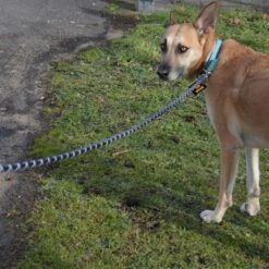 Julius K9 Correa Julius-K9 IDC® Cordino Para Perros -Suministros Para Mascotas 89141 juliusk9 idcropeleash hs 08 0