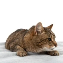 Manta Heim Lavable A Altas Temperaturas Para Mascotas -Suministros Para Mascotas 99720 kochfeste decke fg 4330 8