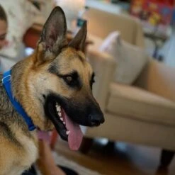 Puerta Extreme Weather Para Mascotas De Petsafe -Suministros Para Mascotas petsafe hundeklappe extremeweather hs 03 1