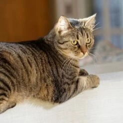 Puerta Extreme Weather Para Mascotas De Petsafe -Suministros Para Mascotas petsafe hundeklappe extremeweather hs 03 3