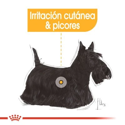 Royal Canin CCN Dermacomfort Mousse Para Perros - Imagen 6