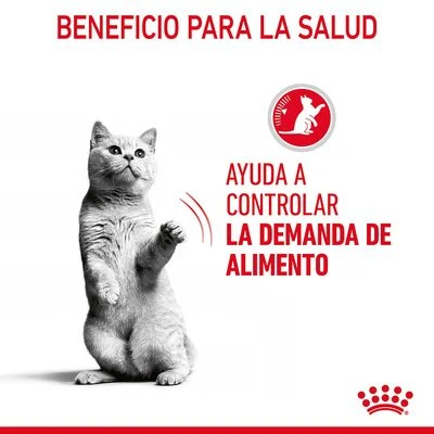 Royal Canin Appetite Control Care En Gelatina 3 Royal Canin Appetite Control Care En Gelatina - Imagen 3