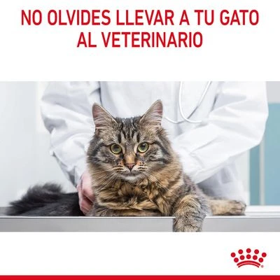 Royal Canin Hair & Skin Care En Salsa 10 Royal Canin Hair & Skin Care En Salsa - Imagen 10