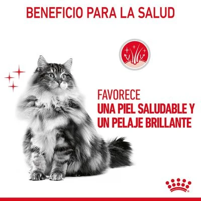Royal Canin Hair & Skin Care En Gelatina 3 Royal Canin Hair & Skin Care En Gelatina - Imagen 3