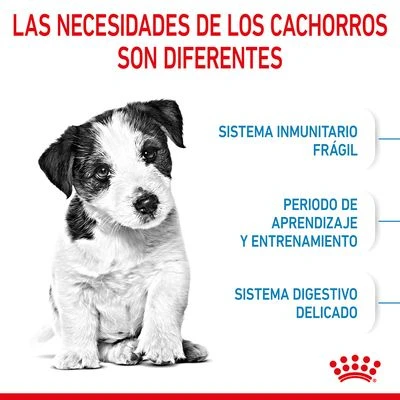 Royal Canin Mini Puppy / Junior 5 Royal Canin Mini Puppy / Junior - Imagen 5