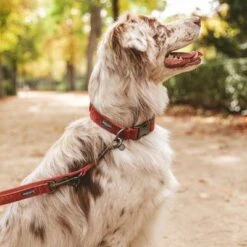 Correa Nomad Tales Blush Vino Para Perros 19 Correa Nomad Tales Blush Vino Para Perros -Suministros Para Mascotas v325600 325601 nomadtales blush hundeleine rose hs 09 2