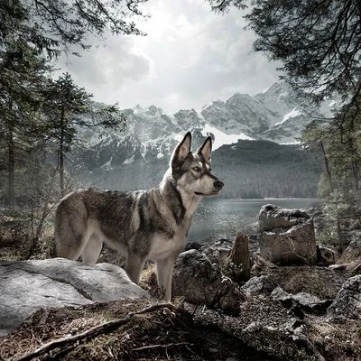 Saco De Dormir Wolf Of Wilderness Para Perros 9 Saco De Dormir Wolf Of Wilderness Para Perros - Imagen 9