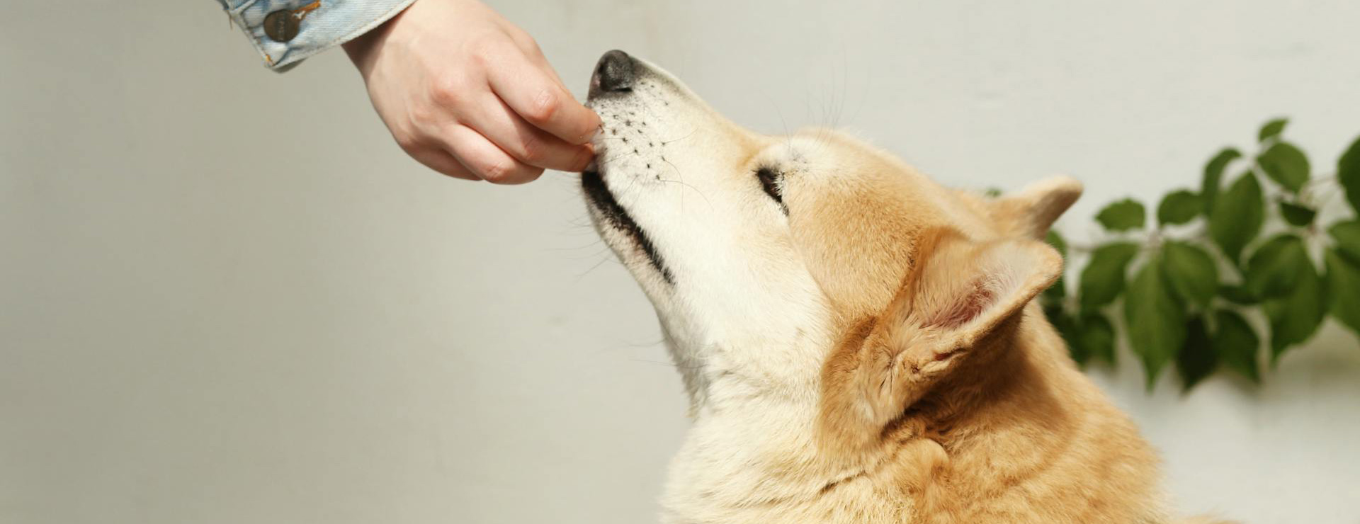 Suministros Para Mascotas -Suministros Para Mascotas pexels maksgelatin 4422098